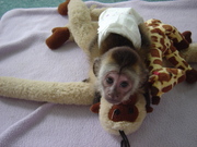 Help complete your family with the addition of a special baby monkeys.